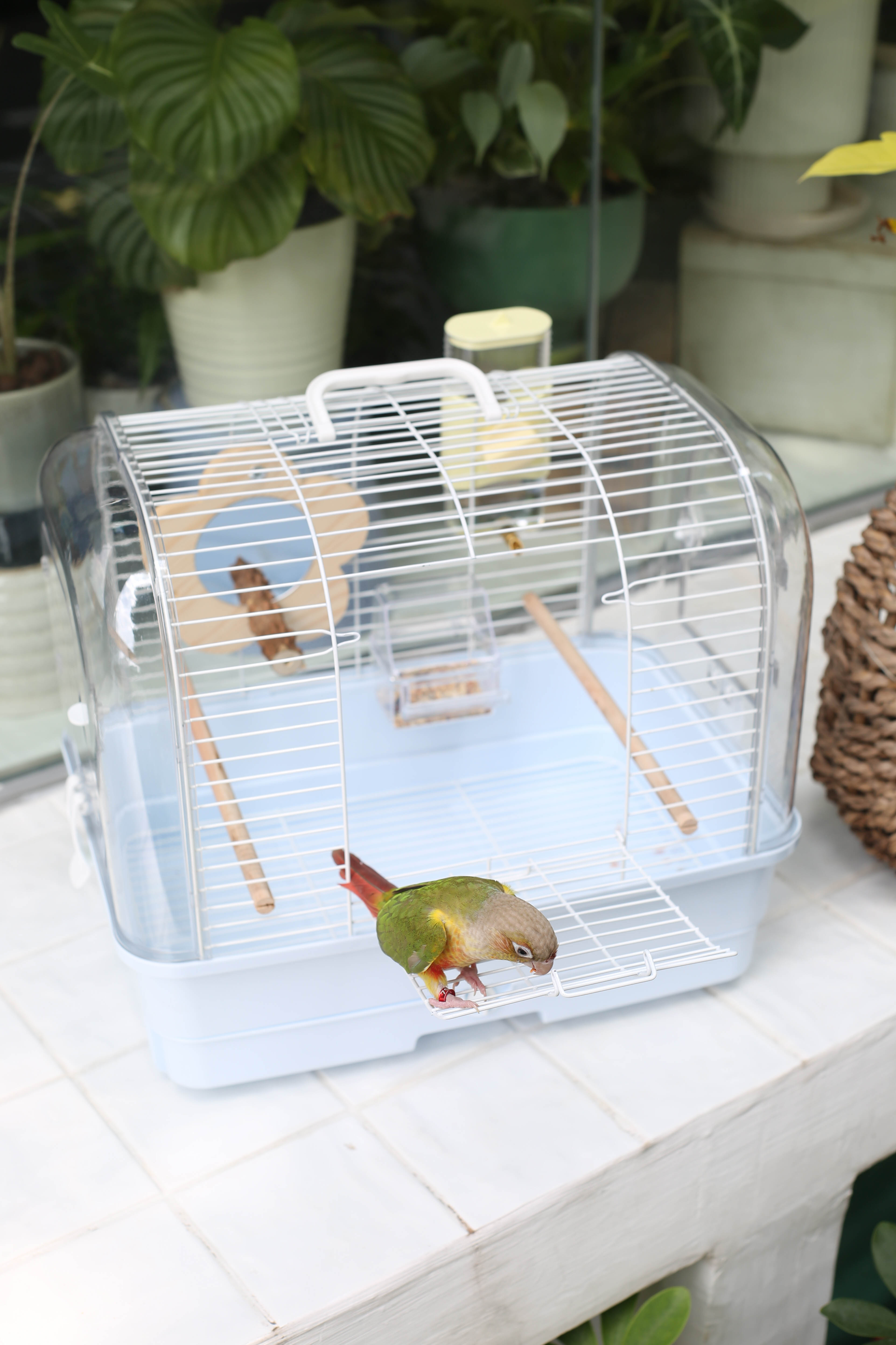 42 External Travel Cage view 5