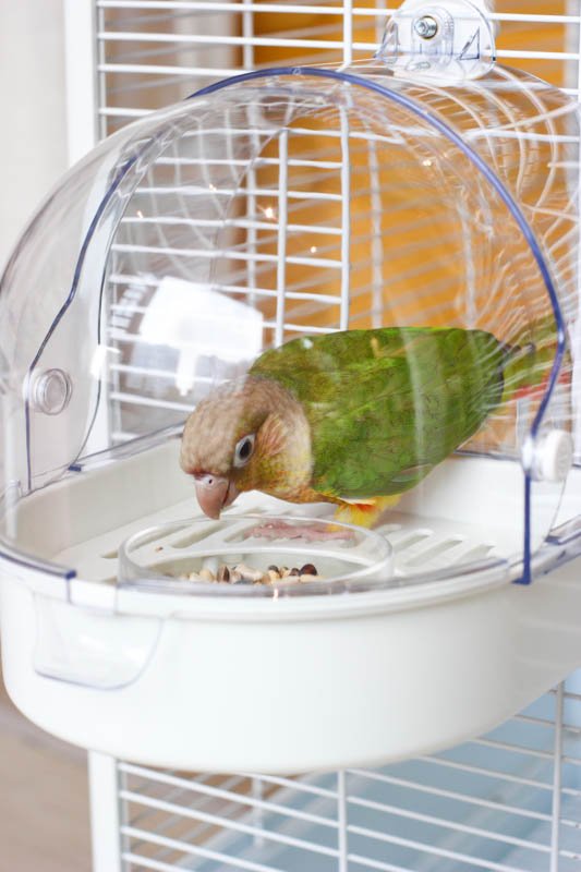 7.7" No-mess Hanging Parrot Feeder view 4